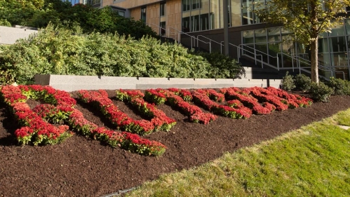 Rutgers name created with red mums.